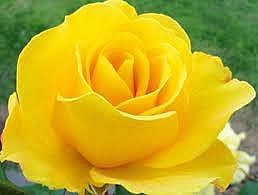 Obituary of Eileen H. Catania