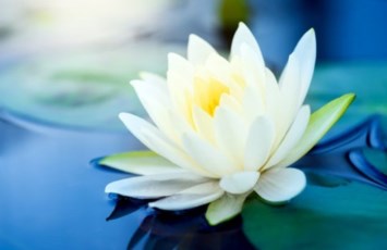 Obituary of Shanada Lashae Dinham