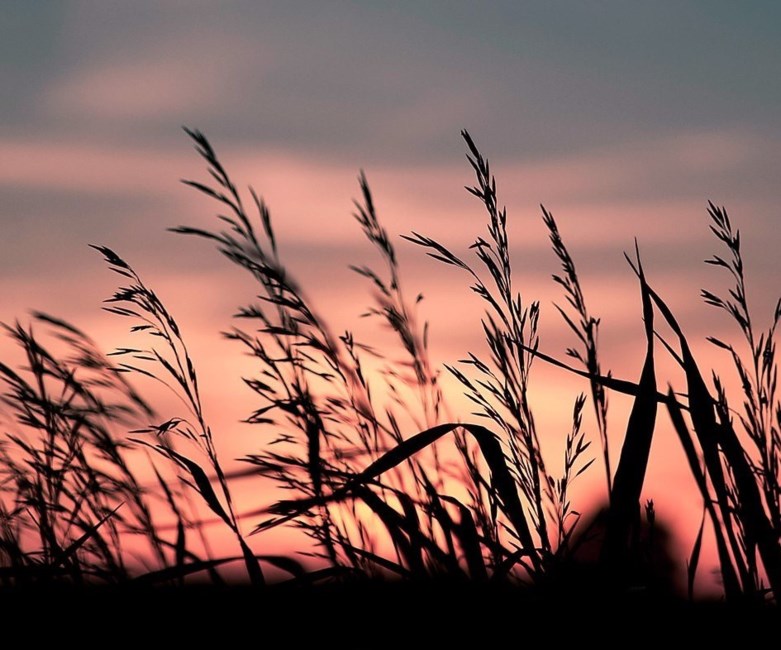 Obituary of Charles Luke Nichols