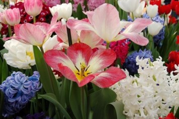 Obituary of Martha Rogers