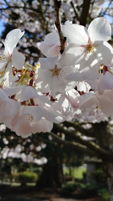 Obituary of Archie Evans