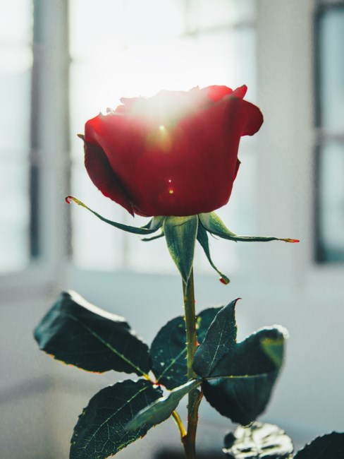 Obituary of Diane Delight Wood