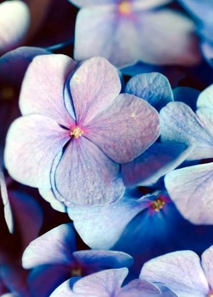 Obituary of Joyce Nancy Hambacher