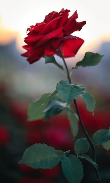 Obituary of Salvador Villanueva Diaz