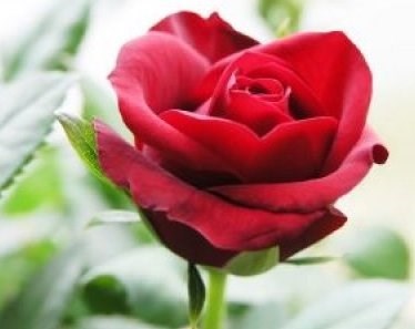 Obituary of Daisy Marie S. Stevens Laney