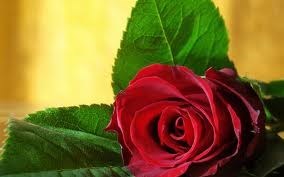 Obituary of Anna Marie Dezarlo