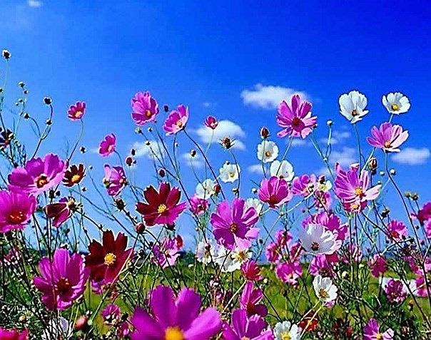 Obituary of June A. Roerick