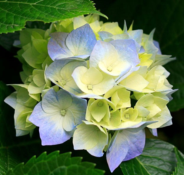 Obituary of Choi Lien Wong