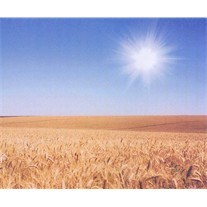 Obituary of Federico Jesus Beltran