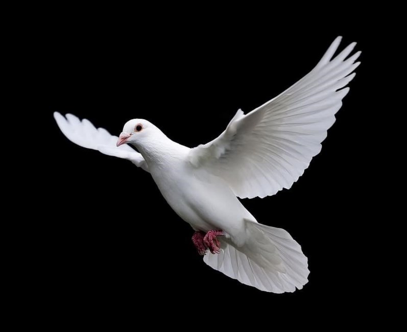 Obituary of Ronald Lewis Cameron Sr.