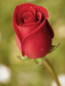 Obituary of Patricia Lou Benedict