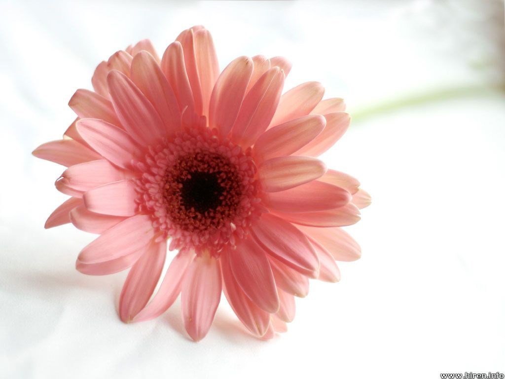 Obituary of Mary Helen Land