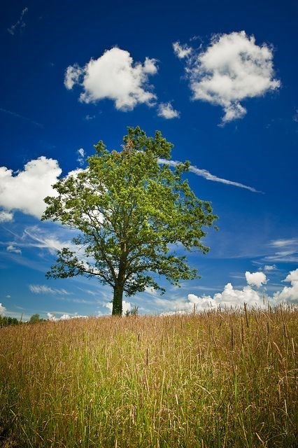 Obituario de A Thap Huynh