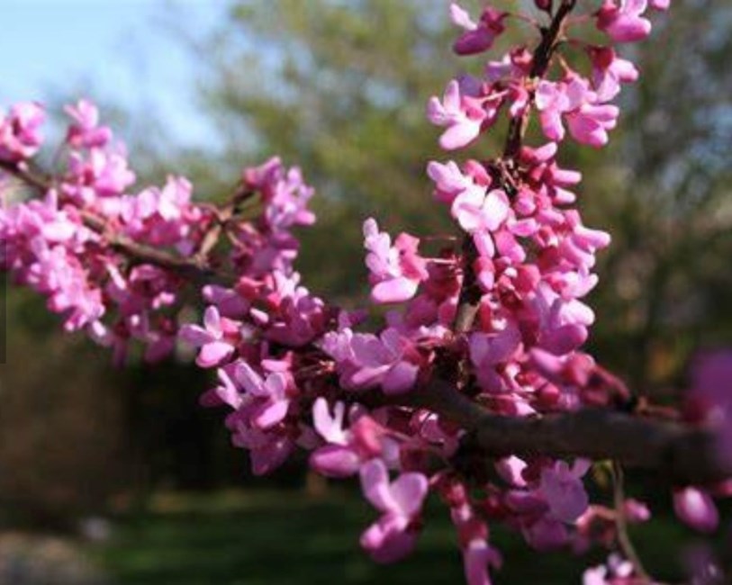 Obituary of Martha Sims Baize