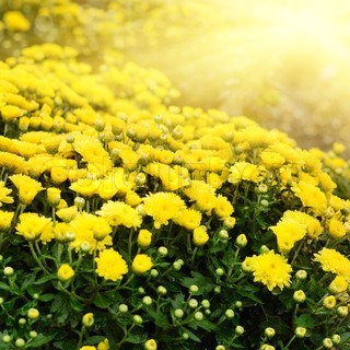 Obituary of Kathleen Frances Chase