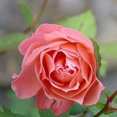 Obituary of Dorothy L. Ray