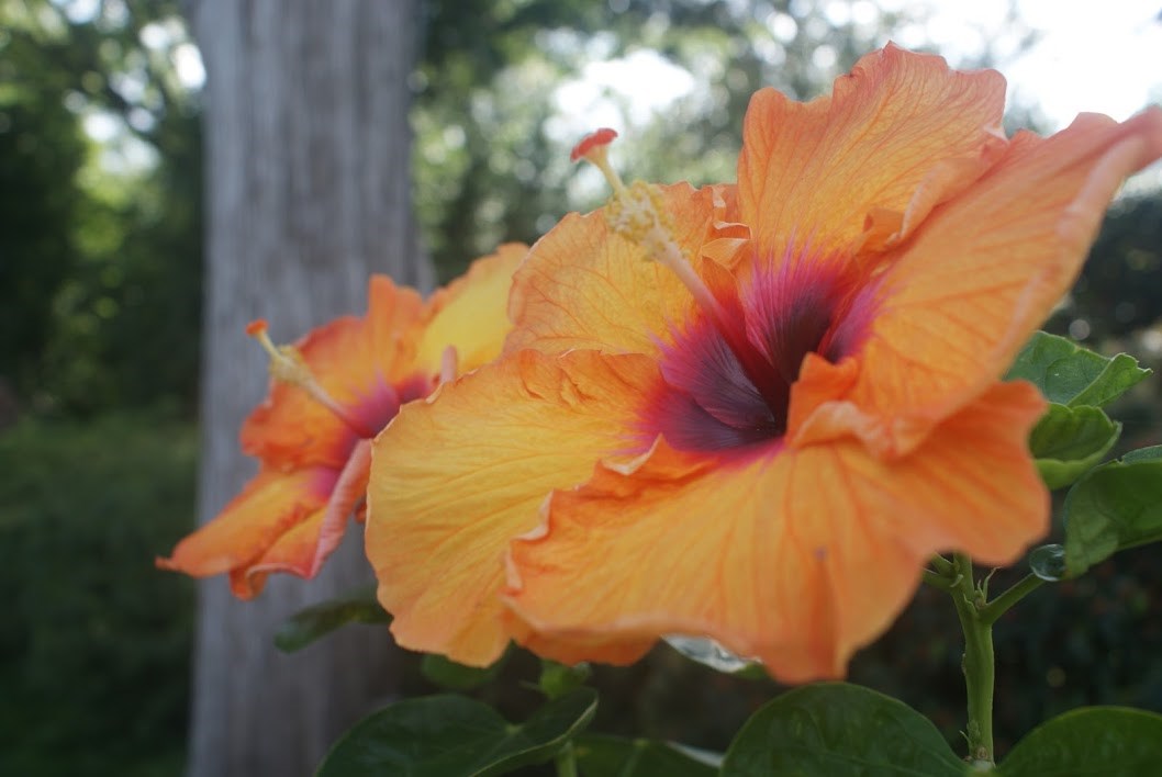 Delia ABREU Obituary Carrollton, TX