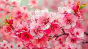 Obituary of Vicenta Hernandez