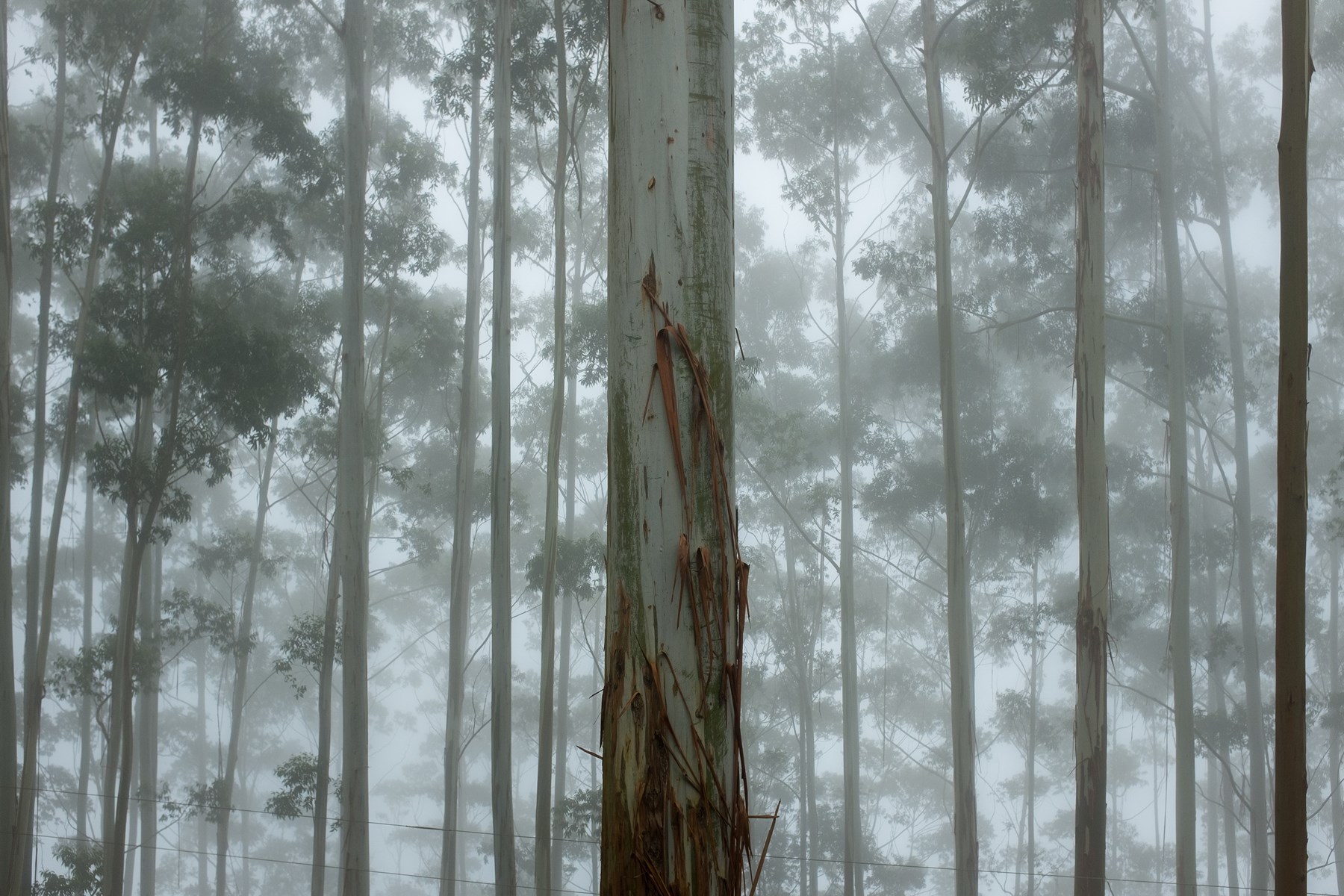 Obituary of John C. Towers