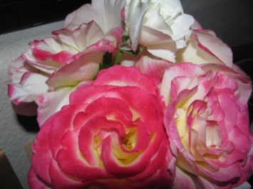 Obituary of Angela Rae Stack