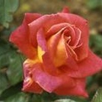 Obituary of Henrietta Stephan