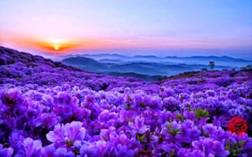 Obituary of Martha Reed Myers