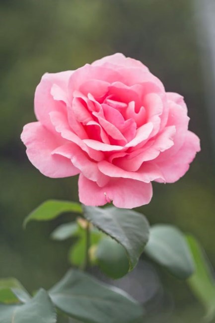 Obituary of Taryn Chanel Faison