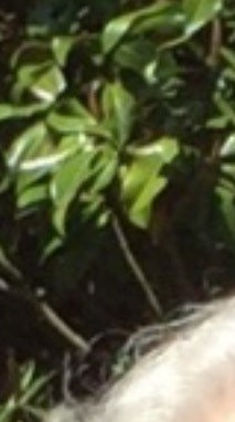 Mary Stephens Obituary - Mobile, AL