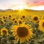 Obituary of Elizabeth Ellen Morrow