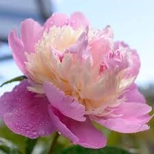 Avis de décès de Marjorie Dorf Jaffe