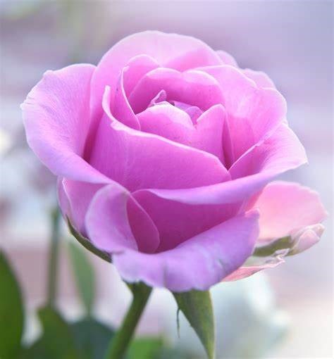 Obituary of Susan Eileen Holcomb