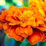 Obituary of Marguerite Ann Stevens