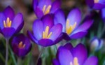 Caroline Smith Obituary (caroline, smith, obituary, Carol Smith Carol Smith) Carole Smith