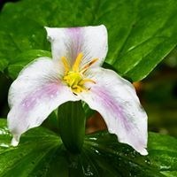 Obituary of Anna Catherine Peck