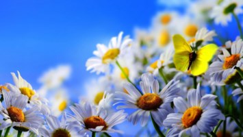 Obituary of Therese B. Marchut
