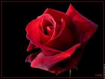 Obituary of Josie Wallace