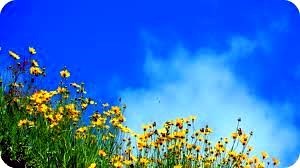 Obituary of Jean McLellan Hollis