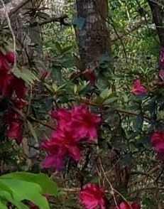 Janet Westerman Obituary - Jacksonville, FL