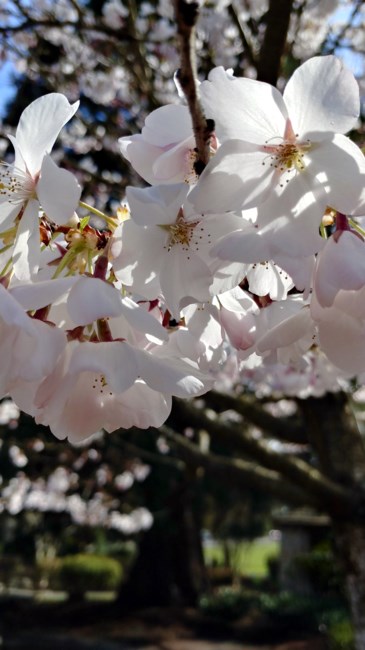 Obituary of Cary Allen Anderson