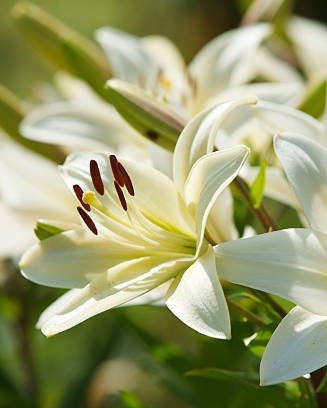 Rachel Manwarren Obituary - Tigard, OR