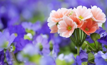 Obituary of Elizabeth Paiva Wong