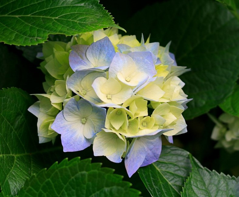 Obituary of Betty Jean Campbell