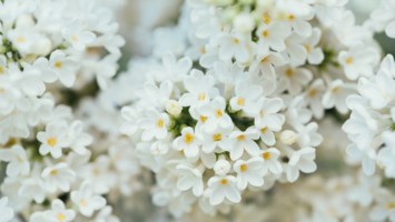 Obituary of Joann Rose Bailly