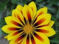 Obituary of Margaret Geraldine Edwards