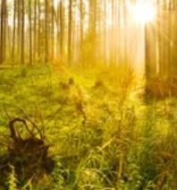 Obituary of William Anton Roehl Jr.