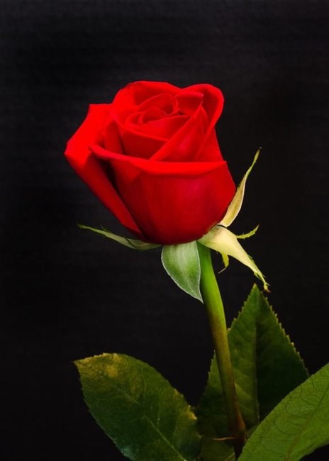 Obituary of Irene Grace Patrick