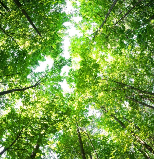 Obituary of Gregory Lewis Spelman