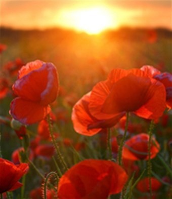 Obituary of Caroline Kalama DeLima