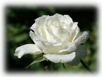 Obituary of Rhonda Lynette Henson Johnson