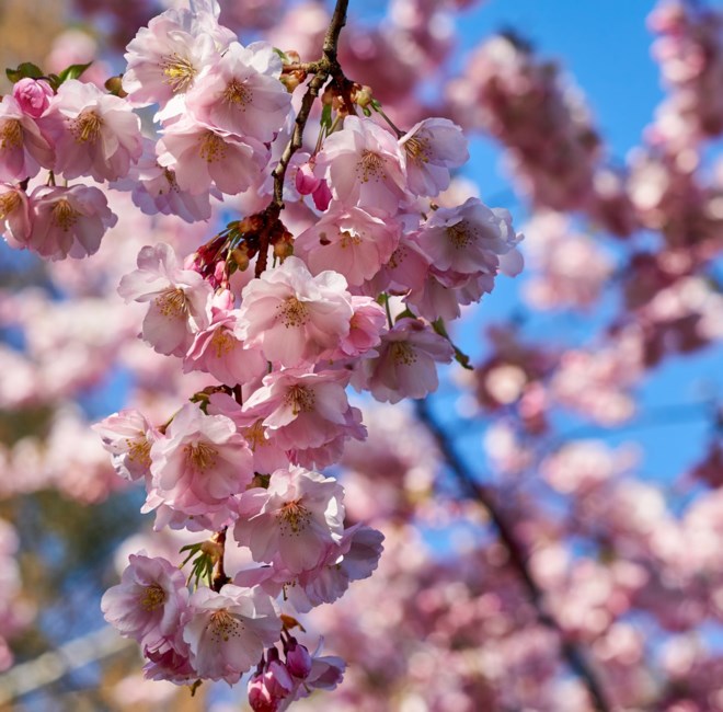 Obituary of Ofelia Lopez Borges